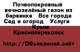 Почвопокровный, вечнозелёный газон из барвинка - Все города Сад и огород » Услуги   . Крым,Красноперекопск